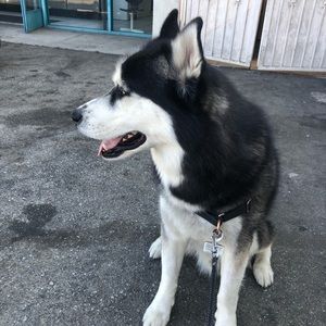 Meet your Posher, Dennis